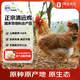 No. 1 Member Store Purebred Antibiotic-Free Qingyuan Chicken Ecological Free Range 168 Days Hong Kong Free Range Chicken 900g