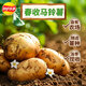 乐事（Lay's）薯片 春收马铃薯 粉胡椒味 60克 零食 种地吧3特邀零食官乐事