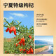同仁堂（TRT）北京同仁堂特级红枸杞100克宁夏正品拒绝硫磺泡水泡 【特级100g】