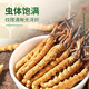 Yuanjiang grass Cordyceps sinensis New dried cordyceps tonics for parents and elders to nourish high-end gift boxes 3-4 roots/g 20 grams [Cordyceps king]