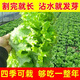 意大利生菜奶油玻璃生菜种子生吃耐寒耐热 意大利耐抽薹生菜新种子 全年可种植 高芽率2包3899粒