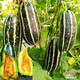 Dayu Boyang No. 9 melon seed seedlings, honeydew melon, eight-mile crisp melon seeds, old varieties, authentic Boyang No. 9 melon seeds, 500 cantaloupe seeds