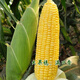 Sweet and crispy fruit corn, sweet and sticky corn, four big sticks, eaten raw in early seasons and grown in the field. Sweet and crispy fruit corn seeds. Sweet and crispy fruit corn seeds, original 5 packs of 200 grains.