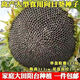 Large edible sunflower seeds melon seeds large plump sunflower seeds edible sunflower seeds promotion buy 1 get 1 free 2 packs 52 capsules