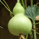 New product Jiuxianbao gourd extra large gourd seeds vegetable balcony garden potted climbing vine seeds Jiuxianbao gourd seeds seeds buy three get two free 5 packs