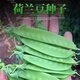 甜脆荷兰豆种子菜豌豆双花双夹耐寒农家自种秋冬季豆角菜种子 荷 荷兰豆种子[今年新种 #9898颗颗新种子--100粒