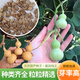 Extra small ornamental gourd seeds, extra large sub-waisted large wine gourd seeds, seedlings, spring and summer balcony potted plants, large winter melon gourds, 5 pieces