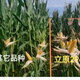 Liyuan 296 corn seeds - white shaft variety - 4400 grains per bag - determine the adaptation area before purchasing 4 bags per bag 4400 seeds per bag