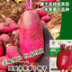 
[3341 pieces in 30 days] Pineapple fruit radish seeds raw Purple beauty radish Rouge radish seeds Summer four Premium original [1098 pieces] Five packs Fruit-type pineapple radish seeds (new seeds this year)