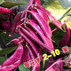 High-yielding purple lentils, purple eyebrow beans, red eyebrow bean seeds, balcony potted red Emei bean vegetables, easy to germinate in the field, purple eyebrow bean seeds, 2 packs of about 20 capsules