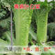 
Tianjin Daqingheat Green Leaf Cabbage Seeds, Autumn vegetables with high yield and disease resistance, Chinese cabbage seeds, high tubes, old cabbage, new seeds, Tianjin Qingheat Leaf Seeds [Recommended] Selected 10 packs, about 15,888 pills