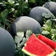 Dayu Lazy Man Watermelon Seed Seedlings Extra Large Suitable for Early Maturing Lazy People in the South 8424 Kirin Melon Meidu Seedless Fruits and Vegetables Black Skin Seedless Watermelon Seeds 20 + Pollination Seeds