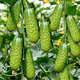 Rabbit leg fruit type authentic fruit cucumber short stick melon seeds field yard sowing early maturity in spring and autumn carefully selected 2 packs of about 100 seeds