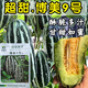 Bomei No. 9 croissant honey melon seeds Boyang 9 flower skin green flesh thin skin sweet crispy balcony potted melon seeds 20 capsules Bomei No. 9 original, super high quality