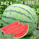 8424 Kirin seedless watermelon seeds extra large high yield giant sweet king southern small four seasons vegetable and fruit seeds 8424 Kirin melon 240 capsules