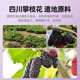 杞里香红枸杞子桑葚干组合500g宁夏头茬特级枸杞黑桑椹干即食桑葚子泡水