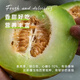 Long-cultivation Qiligan Xinjiang Laohan Melon Seeds Super Sweet Hami Melon Seeds Spring and Autumn Only Suitable for Northwest Specialty Fruit Seeds (10g x 2 Packs) Qiligan Musk Melon Seeds (Thick Skin)