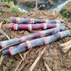 Authentic Guangxi black-skinned sugarcane seedlings can be potted with 3 to 4 buds per root in the middle section and high survival rate. 2 black-skinned sugarcane seedlings