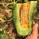 Bomei No. 9 croissant honey melon seeds Boyang 9 flower skin green flesh thin skin sweet crispy balcony potted melon seeds 20 capsules Bomei No. 9 original, super high quality