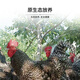 Saimo Fresh Wen Shang Luhua Pollo Raised Raised Chicken Hens ahora Mata los días de confinamiento de sopa de sopa fresca y corriendo la caja de regalo Rooster Tipo 698 Dos gallos (diez meses)