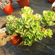 Envoyer une cavalerie Chun Bi Tao, une plante de pot amusante pour plusieurs pots, un coup de plantes succulentes, des tas entiers sans coupe, pas de coupures, pas de coupures, pas de coupures, pas de coupures, pas de coupures, pas de coupures, pas de coupures, pas de coupures, pas de coupe