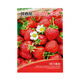 Beipin Cream Strawberry Seeds are big and sweet. They bloom and bear fruit all year round. Strawberry seeds are potted fruits for the courtyard and balcony. Cream Strawberry Seeds. About 1,000 capsules.
