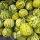 Beishu Bingtangzi Melon Seeds Collection Boyang Melon Seedlings Flower Skin Melon Seeds 100 capsules/bag
