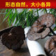 Fat Donglai's same wild Ganoderma lucidum pure natural purple Ganoderma wild L raw mountain natural non-bitter pruned branch with spore powder 250 grams Ganoderma lucidum sliced 3-4 pieces