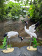 Ornements de grue à couronne rouge personnalisés dans la cour à eau Spray Simulation Animal Sculpture Sculpture en fibre de verre extérieure Pool Rockery Decoration Ordinary Style-1396 (hauteur 49 cm)