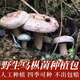 食怀松树菌野生乌枞菌黄枞菌菌种子菌包居家培植松树菌菌种家种枞树菌 精品优质乌枞菌种【出菇】 1289克【长菌十次】山林农田专属