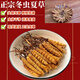 Authentic Cordyceps sinensis first period selected nourishing dry goods two gram gift boxes for gifts and nutritious Cordyceps tonics, authentic Cordyceps sinensis in Tibetan areas, 4 gram one gram 50 gram