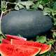 Dayu Black Beauty Watermelon Seeds Extra Large Super Sweet Black Skin Watermelon Seeds Early Maturity Suitable for the South Big Fruit Black Beauty Watermelon Seeds 300 capsules/bag