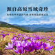 
Kangyuan Tibetan Grassland Father's Day gift selection quality saffron 5g gift box gift for parents for self-use nourishing and health tea drink