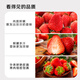 Jingmi Dandong Strawberry 99 Beauty Cream Fruit Gift Box Fresh, Net Weight 1Jin Jin is equal to 0.5kg, single fruit 15g + straight from the source