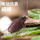 博纳思抖音新奇特仿真遥控动物整蛊遥控蛇遥控蜘蛛玩具 迷你版-感应蟑螂棕色款9902A 1