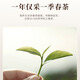 宋凰茶叶 特级乌龙茶凤凰单枞茶 广东潮州单从茶礼盒企业礼品定制 八仙芝兰香随手礼12g