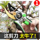 Mu Yunyao Japanese Seiko gardening scissors garden pruning shears fruit tree pruning labor-saving powerful large pruning pruning scissors artifact flagship model 6th generation imported SK5 steel waist box