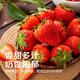 Jingmi Dandong Strawberry 99 Beauty Cream Fruit Gift Box Fresh, Net Weight 1Jin Jin is equal to 0.5kg, single fruit 15g + straight from the source