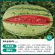 Shouhe Lazy Man Watermelon Seed Lazy Man King Melon Extra Large Spring No Pruning Lazy Man Fruit Seedling Southern Sweet Shouhe Jincheng No. 5 Watermelon Seed 50 capsules/bag