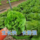 奶油生菜新鲜蔬菜叶菜类生菜生吃凉拌甜脆多汁沙拉 ()奶油生菜-籽籽2包【3888粒】