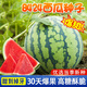 Chihui 8424 Kirin watermelon seedless seedless southern four-season high-yield large-fruit lazy Han Meidu thin-skinned watermelon seeds collection seedless black crown watermelon seeds 60 capsules