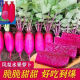 
[3341 pieces in 30 days] Pineapple fruit radish seeds raw Purple beauty radish Rouge radish seeds Summer four Premium original [1098 pieces] Five packs Fruit-type pineapple radish seeds (new seeds this year)