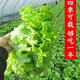 意大利生菜奶油玻璃生菜种子生吃耐寒耐热 意大利耐抽薹生菜新种子 全年可种植 高芽率2包3899粒