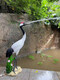 Ornements de grue à couronne rouge personnalisés dans la cour à eau Spray Simulation Animal Sculpture Sculpture en fibre de verre extérieure Pool Rockery Decoration Ordinary Style-1396 (hauteur 49 cm)