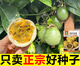 Passion fruit seeds year-round high temperature resistant perennial golden egg fruit seeds fruit non-living package can be planted nationwide 57 seeds + 16 seeds + A-grade chemical fertilizer