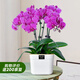Aiyoushang Phalaenopsis with buds potted autumn and winter orchid seedlings New Year's Eve flowers four seasons flowers and plants purple six indoor source straight hair
