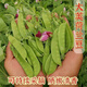 甜脆荷兰豆种子菜豌豆双花双夹耐寒农家自种秋冬季豆角菜种子 荷 荷兰豆种子[今年新种 #9898颗颗新种子--100粒