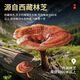 
Snowy Materia Ganoderma lucidum spore powder, Tibetan Plateau Linzhi Ganoderma lucidum, middle-aged and elderly adults, spore powder, visiting the disease gift 1 bottle 100g