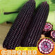 Spring black sweet waxy corn seeds, super sweet seeds, four seasons, high yield, extra large drought-tolerant seed corn, nationally approved black waxy corn seeds, 2 packs, about 100 grains