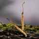 
Cordyceps sinensis in Tibetan areas, snowy first stage, new dried Cordyceps in the first stage, specifications, high-end gift boxes for people to give gifts. 0.6 grams of Cordyceps in Tibetan areas, total 100 pieces of Cordyceps in Tibetan areas
